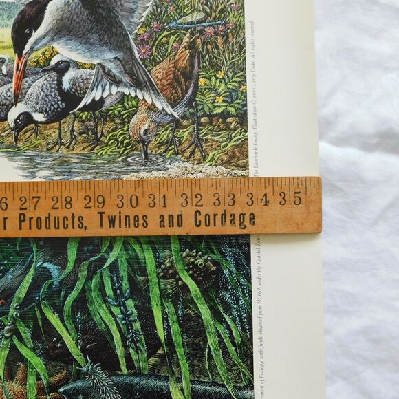 Vintage Art Poster 1995 Larry W. Duke, ESTUARIES 36x24 Nature Coastal NOAA NOS - Picture 3 of 15
